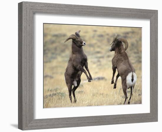 Bighorn Rams, Whiskey Mountain, Wind River Mountains, near Dubois, Wyoming, USA-Howie Garber-Framed Photographic Print