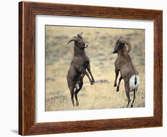 Bighorn Rams, Whiskey Mountain, Wind River Mountains, near Dubois, Wyoming, USA-Howie Garber-Framed Photographic Print