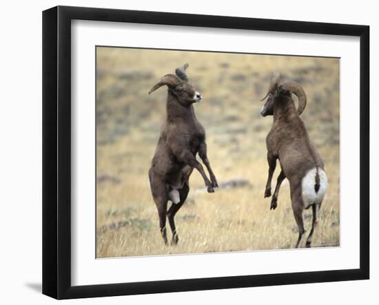 Bighorn Rams, Whiskey Mountain, Wind River Mountains, near Dubois, Wyoming, USA-Howie Garber-Framed Photographic Print