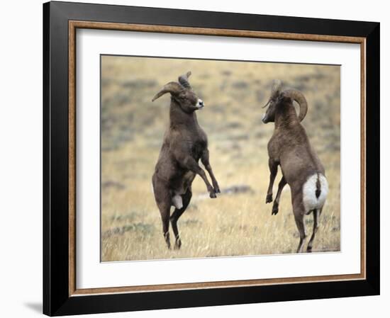 Bighorn Rams, Whiskey Mountain, Wind River Mountains, near Dubois, Wyoming, USA-Howie Garber-Framed Photographic Print