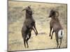 Bighorn Rams, Whiskey Mountain, Wind River Mountains, near Dubois, Wyoming, USA-Howie Garber-Mounted Photographic Print