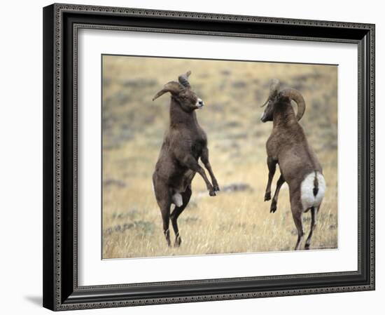 Bighorn Rams, Whiskey Mountain, Wind River Mountains, near Dubois, Wyoming, USA-Howie Garber-Framed Photographic Print