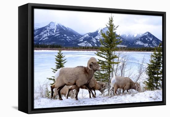 Bighorn Sheep Against Athabasca River, Jasper National Park, Alberta, Canada-Richard Wright-Framed Premier Image Canvas