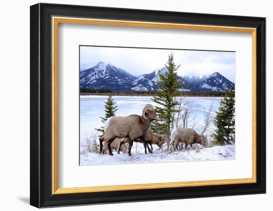 Bighorn Sheep Against Athabasca River, Jasper National Park, Alberta, Canada-Richard Wright-Framed Photographic Print