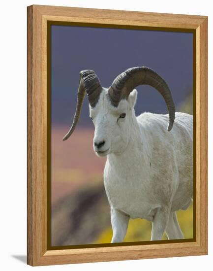 Bighorn Sheep, Alaska, USA-Hugh Rose-Framed Premier Image Canvas