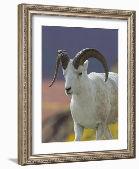 Bighorn Sheep, Alaska, USA-Hugh Rose-Framed Photographic Print