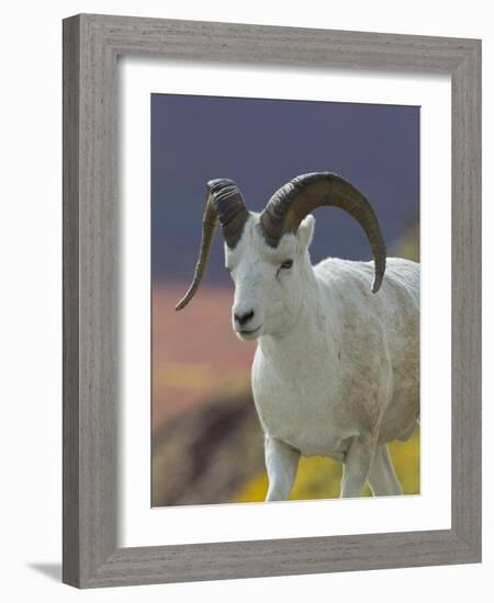 Bighorn Sheep, Alaska, USA-Hugh Rose-Framed Photographic Print