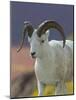 Bighorn Sheep, Alaska, USA-Hugh Rose-Mounted Photographic Print