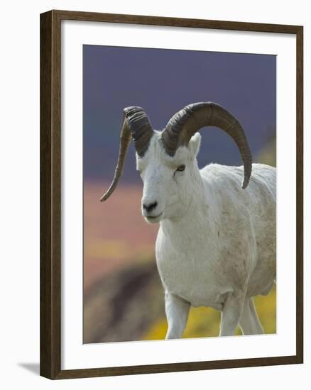 Bighorn Sheep, Alaska, USA-Hugh Rose-Framed Photographic Print