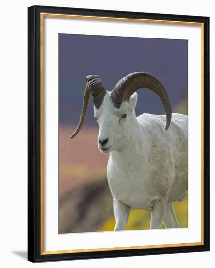 Bighorn Sheep, Alaska, USA-Hugh Rose-Framed Photographic Print