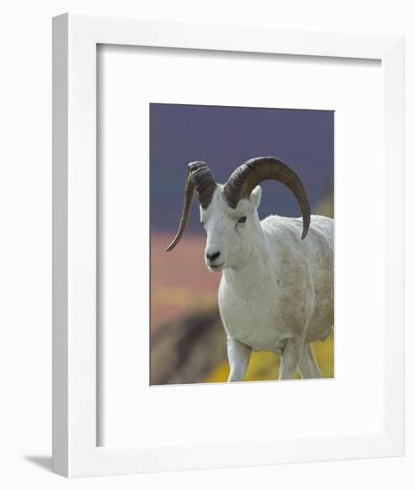 Bighorn Sheep, Alaska, USA-Hugh Rose-Framed Photographic Print