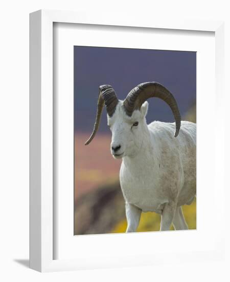 Bighorn Sheep, Alaska, USA-Hugh Rose-Framed Photographic Print