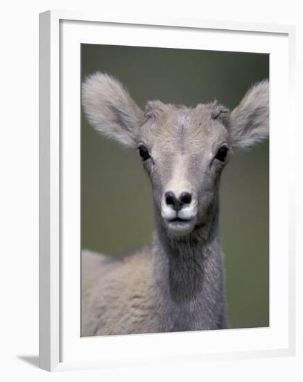 Bighorn Sheep, Banff National Park, Alberta, Canada-Art Wolfe-Framed Photographic Print