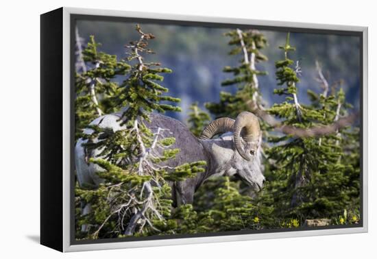 Bighorn sheep, Glacier National Park, Montana, USA-Yitzi Kessock-Framed Premier Image Canvas