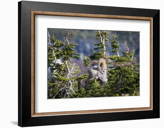 Bighorn sheep, Glacier National Park, Montana, USA-Yitzi Kessock-Framed Photographic Print