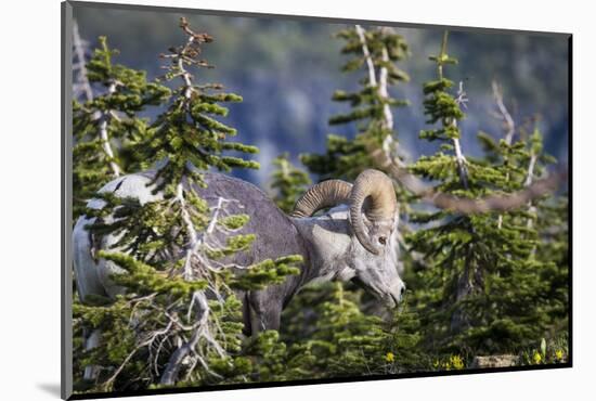 Bighorn sheep, Glacier National Park, Montana, USA-Yitzi Kessock-Mounted Photographic Print