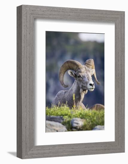 Bighorn sheep, Glacier National Park, Montana, USA-Yitzi Kessock-Framed Photographic Print