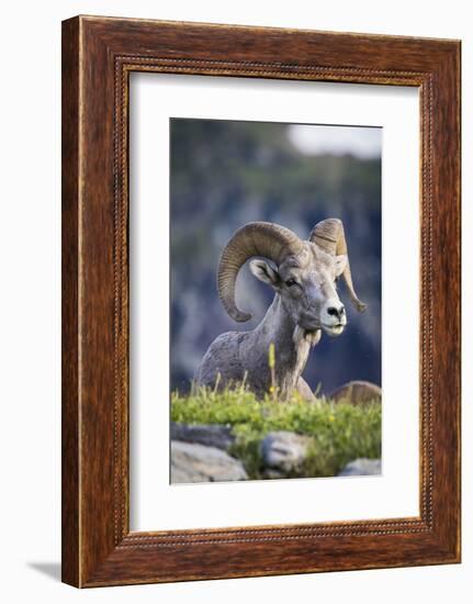 Bighorn sheep, Glacier National Park, Montana, USA-Yitzi Kessock-Framed Photographic Print