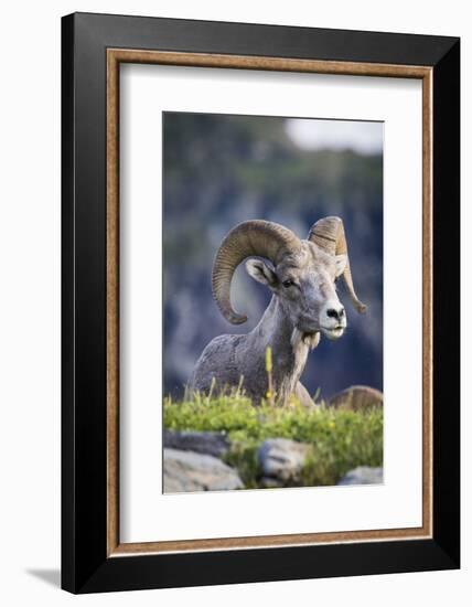 Bighorn sheep, Glacier National Park, Montana, USA-Yitzi Kessock-Framed Photographic Print