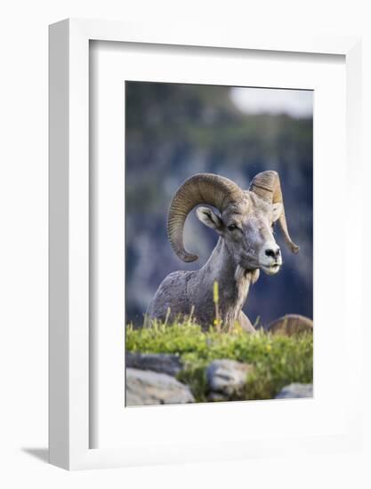 Bighorn sheep, Glacier National Park, Montana, USA-Yitzi Kessock-Framed Photographic Print