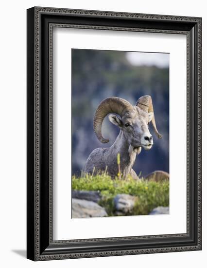 Bighorn sheep, Glacier National Park, Montana, USA-Yitzi Kessock-Framed Photographic Print