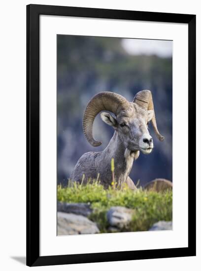 Bighorn sheep, Glacier National Park, Montana, USA-Yitzi Kessock-Framed Premium Photographic Print