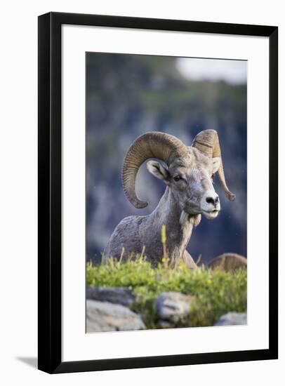 Bighorn sheep, Glacier National Park, Montana, USA-Yitzi Kessock-Framed Premium Photographic Print