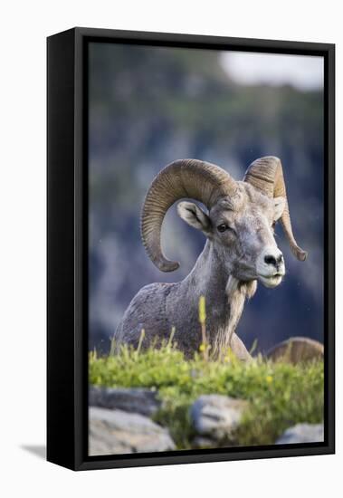 Bighorn sheep, Glacier National Park, Montana, USA-Yitzi Kessock-Framed Premier Image Canvas