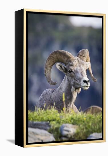 Bighorn sheep, Glacier National Park, Montana, USA-Yitzi Kessock-Framed Premier Image Canvas