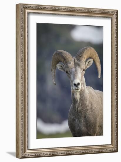 Bighorn sheep, Glacier National Park, Montana, USA-Yitzi Kessock-Framed Premium Photographic Print