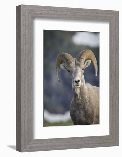 Bighorn sheep, Glacier National Park, Montana, USA-Yitzi Kessock-Framed Photographic Print