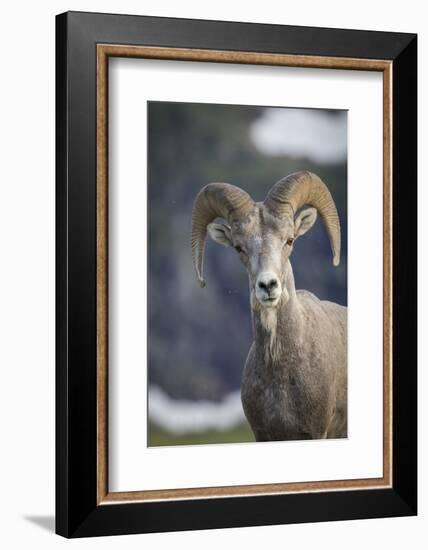 Bighorn sheep, Glacier National Park, Montana, USA-Yitzi Kessock-Framed Photographic Print