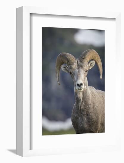 Bighorn sheep, Glacier National Park, Montana, USA-Yitzi Kessock-Framed Photographic Print