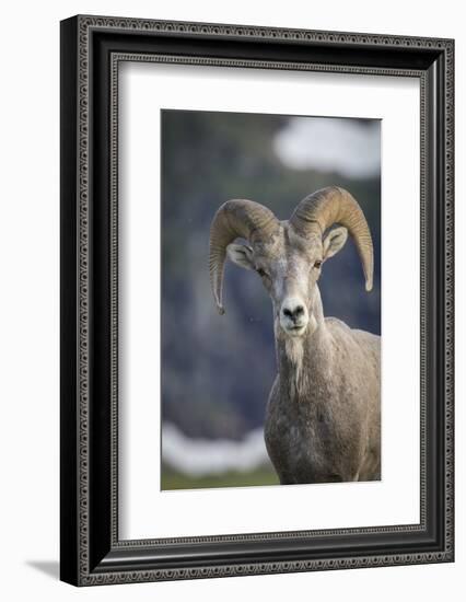 Bighorn sheep, Glacier National Park, Montana, USA-Yitzi Kessock-Framed Photographic Print