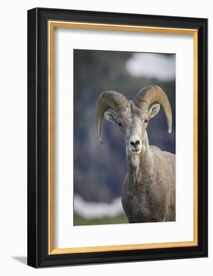 Bighorn sheep, Glacier National Park, Montana, USA-Yitzi Kessock-Framed Photographic Print