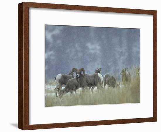 Bighorn Sheep Grazing in Idaho Primitive Area-John Dominis-Framed Photographic Print