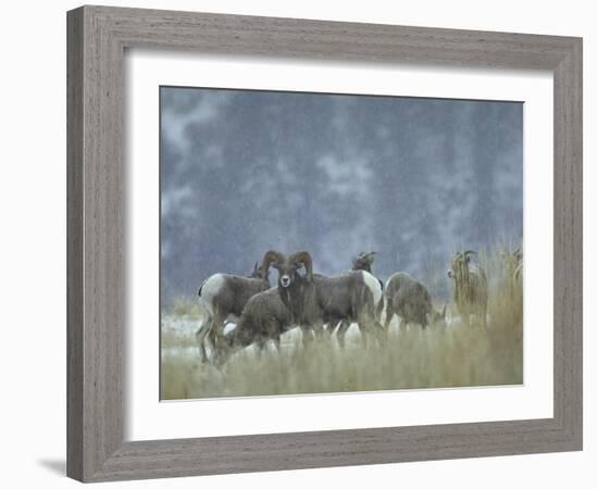 Bighorn Sheep Grazing in Idaho Primitive Area-John Dominis-Framed Photographic Print