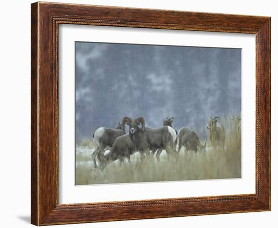 Bighorn Sheep Grazing in Idaho Primitive Area-John Dominis-Framed Photographic Print