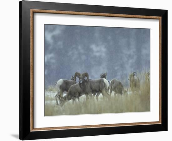 Bighorn Sheep Grazing in Idaho Primitive Area-John Dominis-Framed Photographic Print