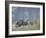 Bighorn Sheep Grazing in Idaho Primitive Area-John Dominis-Framed Photographic Print