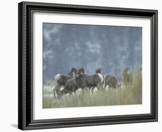 Bighorn Sheep Grazing in Idaho Primitive Area-John Dominis-Framed Photographic Print
