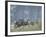 Bighorn Sheep Grazing in Idaho Primitive Area-John Dominis-Framed Photographic Print