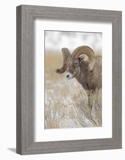 Bighorn sheep in winter. Grand Teton National Park, Wyoming-Adam Jones-Framed Photographic Print