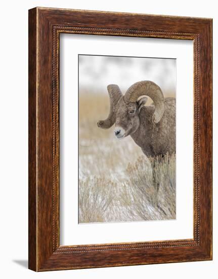 Bighorn sheep in winter. Grand Teton National Park, Wyoming-Adam Jones-Framed Photographic Print