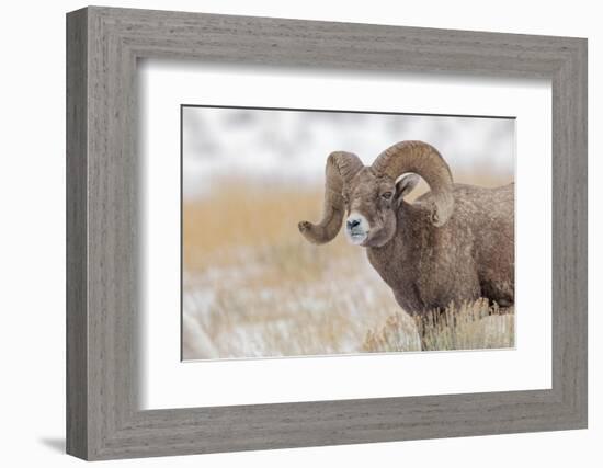 Bighorn sheep in winter. Grand Teton National Park, Wyoming-Adam Jones-Framed Photographic Print