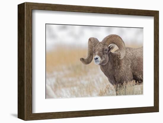 Bighorn sheep in winter. Grand Teton National Park, Wyoming-Adam Jones-Framed Photographic Print