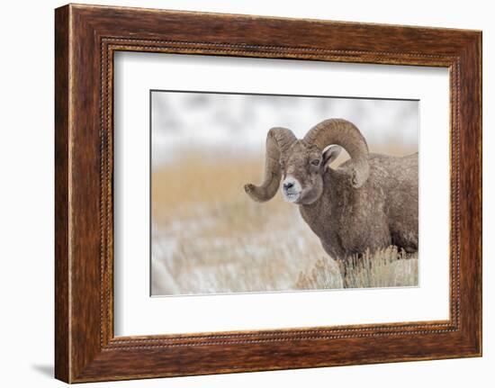 Bighorn sheep in winter. Grand Teton National Park, Wyoming-Adam Jones-Framed Photographic Print