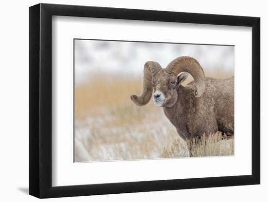 Bighorn sheep in winter. Grand Teton National Park, Wyoming-Adam Jones-Framed Photographic Print