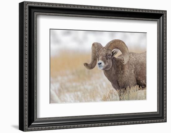 Bighorn sheep in winter. Grand Teton National Park, Wyoming-Adam Jones-Framed Photographic Print