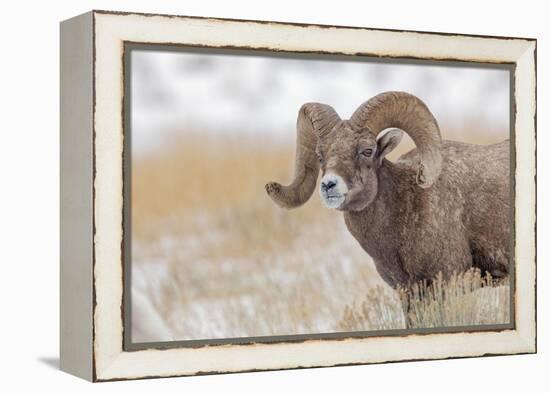 Bighorn sheep in winter. Grand Teton National Park, Wyoming-Adam Jones-Framed Premier Image Canvas